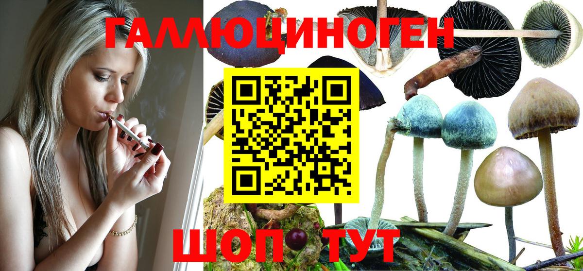 Галлюциногенные грибы Psilocybe Шелехов